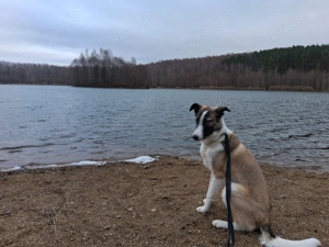 Suche ein liebevolles Zuhause, ich bin Charly.... Bild 2