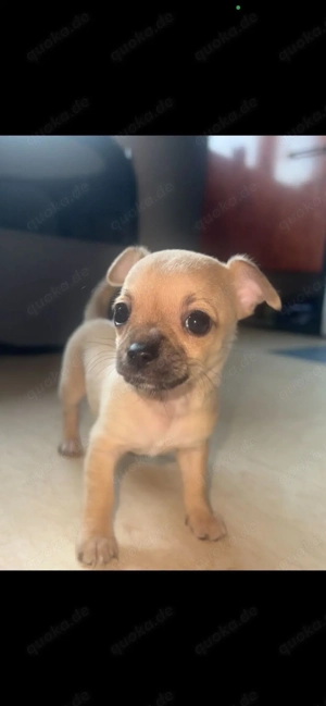  2 Chihuahua Weibchen suchen ein  liebevolles Zuhause   
