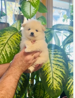 reinrassige Pomeranian  Zwergspitz Welpen  