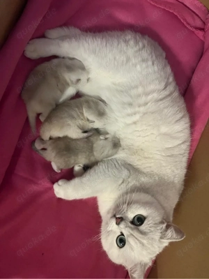  BKH Kitten mit Stammbaum!