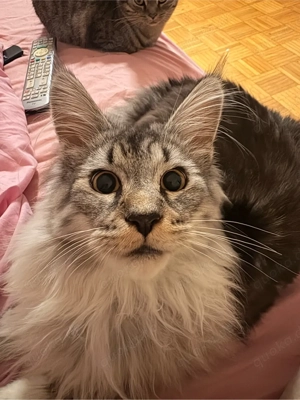 Deckkater Maine Coon!! XXL Bild 5