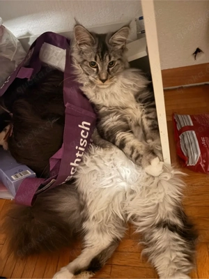 Deckkater Maine Coon!! XXL Bild 4