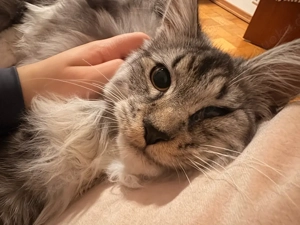 Deckkater Maine Coon!! XXL