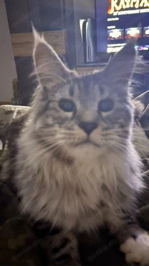Deckkater Maine Coon!! XXL Bild 3