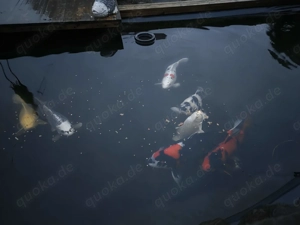 Teich Auflösung inkl 8 Kois