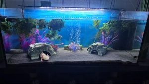 axolotl +Zubehör   Aquarium