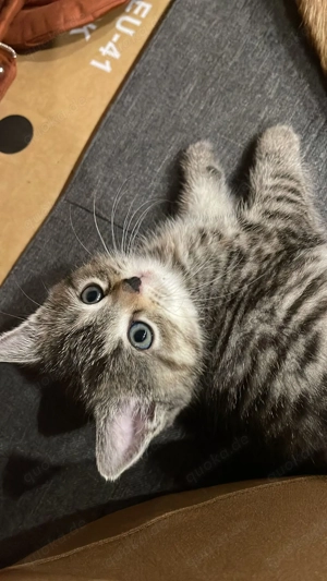 Süße kitten abzugeben 