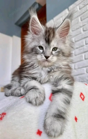 Wunderschöne Kätzchen zu verkaufen   Alle geimpft   