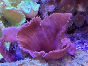 Weichkoralle auf Ablegerstein