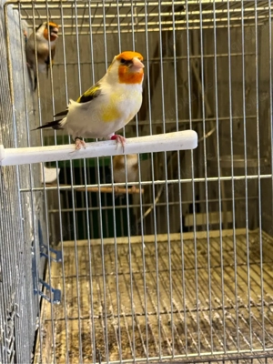 Stieglitz Mayor Hahn Achat 24