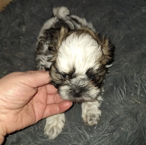 Hunde wellpen shih tzu