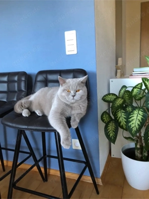 BKH Deckkater Lilac mit Champion-Stammbaum (kein Verkauf)