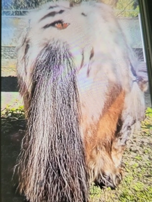 schicker Mini Hengst Bild 5