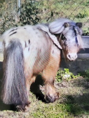 schicker Mini Hengst Bild 4