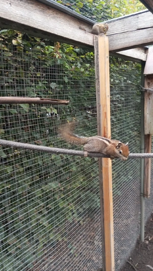 Streifenhörnchen männlich 