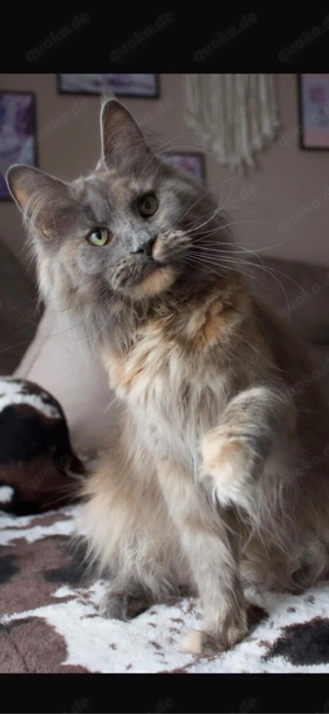 Maine Coon Damen 