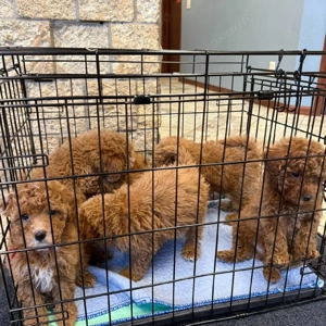 entzückender Zwergpudel