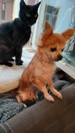 Zwei Mini Chihuahua Hündinnen (senior)