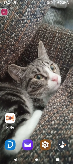 In liebevolle Hände abzugeben 