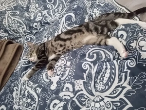 In liebevolle Hände abzugeben 