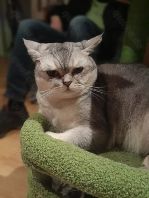 BKH Prinzessin sucht Platz mit gesicherten Garten