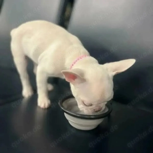 Bezaubernde französische Bulldoggenwelpen abzugeben 