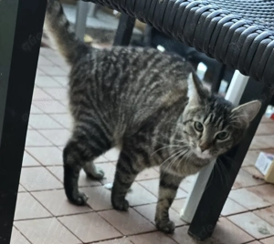 Mieze Pancake sucht neues Heim