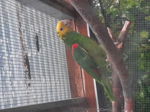 Doppelgelbkopfamazonen!