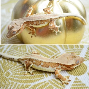 1.0 Kronengecko Lilly White Orange 