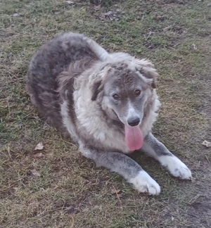 Ruby, ist eine liebenswerte Hundeseele 