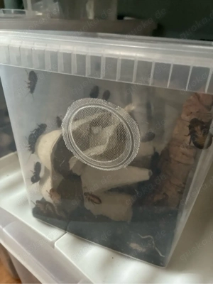 Madagaskar Fauchschaben - alle Größen