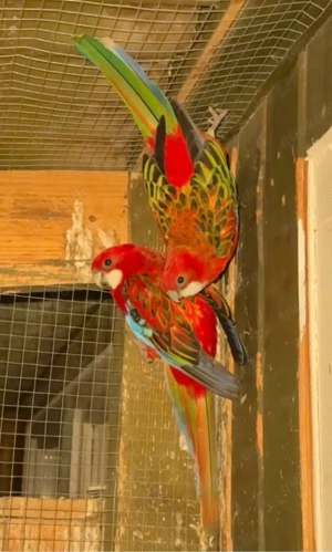 Verkaufe Pärchen Prachtrosellas