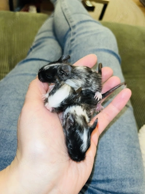 Degu Babys   aus Niedersachsen  Schwarz Schecke