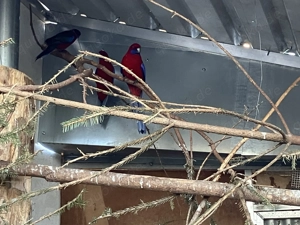 1.2 Pennantsittich von 2025