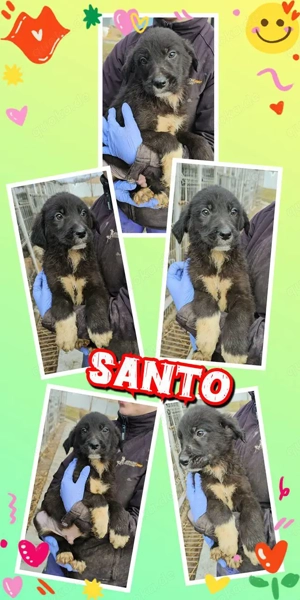 wunderschöner Welpenjungenjunge "Santo" sucht ein liebevolles Zuhause