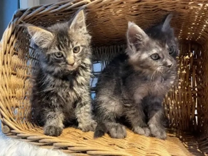 Maine Coon Kitten mit Stammbaum