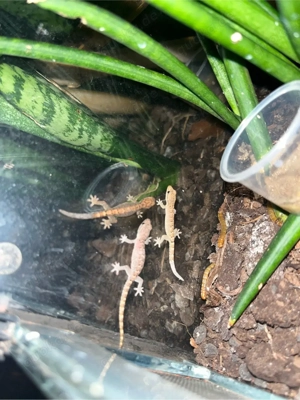 Lepidodactylus lugubris - Jungferngecko