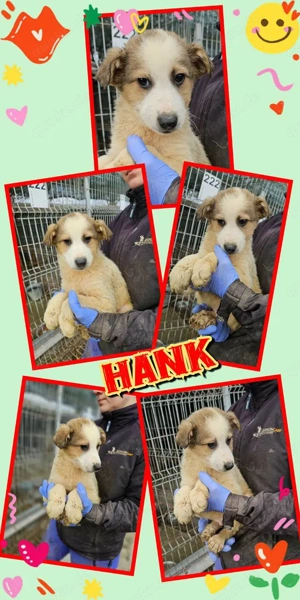 goldiger Welpenjunge "Hank" hast Du ein Körbchen frei für mich ?