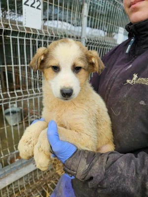 goldiger Welpenjunge "Hank" hast Du ein Körbchen frei für mich ?