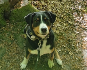 Appenzeller Sennenhündin  Sanza 