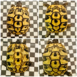 Griechische landschildkröte THB 