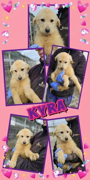 entzückendes Welpenmädchen "Kyra" sucht ein schönes, liebevolles Zuhause