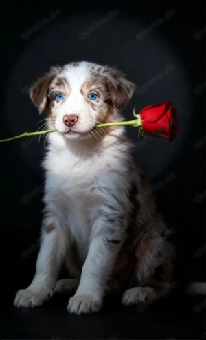 Diese zwei süßen Australien Shepherd Rüden suchen ein neues Zuhause 