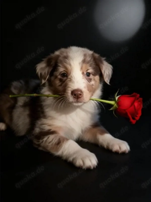 Dieser süße Australien Shepherd Rüde sucht ein neues Zuhause 