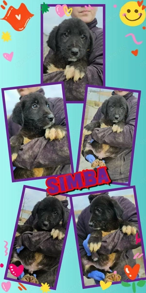 bezaubernder Welpenjunge "Simba" darf ich zu Dir, hast Du ein Körbchen frei für mich?