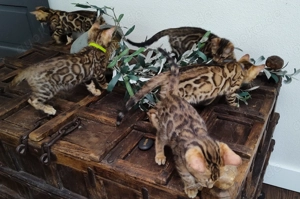 Wunderschöne Kätzchen suchen ein neues Zuhause      