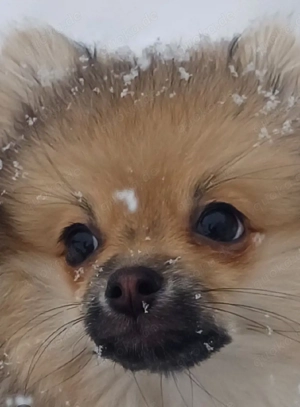 zwergspitz 5 monate Rüde