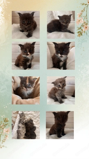 Maine Coon Kitten mit Stammbaum