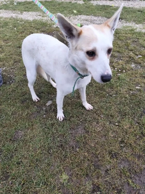 *BELOCKA* Die liebe und freundliche Hündin kennt bereits die Leine. Sie möchte ganz viel lernen