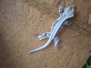 0.X Kronengecko -Lilly White- NZ 2023